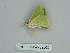  ( - BC ZSM Lep 89865)  @12 [ ] CreativeCommons - Attribution Non-Commercial Share-Alike (2015) Axel Hausmann/Bavarian State Collection of Zoology (ZSM) SNSB, Zoologische Staatssammlung Muenchen