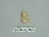  ( - BC ZSM Lep 89869)  @13 [ ] CreativeCommons - Attribution Non-Commercial Share-Alike (2015) Axel Hausmann/Bavarian State Collection of Zoology (ZSM) SNSB, Zoologische Staatssammlung Muenchen