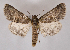  (Victrix AV01 - BC ZSM Lep 90257)  @11 [ ] Axel Hausmann/Bavarian State Collection of Zoology (ZSM) (2015) Axel Hausmann/Bavarian State Collection of Zoology (ZSM) SNSB, Zoologische Staatssammlung Muenchen