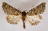  ( - BC ZSM Lep 90258)  @11 [ ] Axel Hausmann/Bavarian State Collection of Zoology (ZSM) (2015) Axel Hausmann/Bavarian State Collection of Zoology (ZSM) SNSB, Zoologische Staatssammlung Muenchen