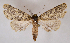  ( - BC ZSM Lep 90259)  @11 [ ] Axel Hausmann/Bavarian State Collection of Zoology (ZSM) (2015) Axel Hausmann/Bavarian State Collection of Zoology (ZSM) SNSB, Zoologische Staatssammlung Muenchen