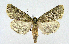  (Victrix - BC ZSM Lep 90260)  @14 [ ] Axel Hausmann/Bavarian State Collection of Zoology (ZSM) (2015) Axel Hausmann/Bavarian State Collection of Zoology (ZSM) SNSB, Zoologische Staatssammlung Muenchen