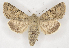  (Anarta - BC ZSM Lep 90263)  @15 [ ] Axel Hausmann/Bavarian State Collection of Zoology (ZSM) (2015) Axel Hausmann/Bavarian State Collection of Zoology (ZSM) SNSB, Zoologische Staatssammlung Muenchen