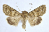  (Anarta - BC ZSM Lep 90264)  @15 [ ] Axel Hausmann/Bavarian State Collection of Zoology (ZSM) (2015) Axel Hausmann/Bavarian State Collection of Zoology (ZSM) SNSB, Zoologische Staatssammlung Muenchen