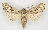  (Thargelia leucostigma - BC ZSM Lep 90266)  @14 [ ] Axel Hausmann/Bavarian State Collection of Zoology (ZSM) (2015) Axel Hausmann/Bavarian State Collection of Zoology (ZSM) SNSB, Zoologische Staatssammlung Muenchen