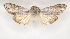  ( - BC ZSM Lep 90268)  @13 [ ] Axel Hausmann/Bavarian State Collection of Zoology (ZSM) (2015) Axel Hausmann/Bavarian State Collection of Zoology (ZSM) SNSB, Zoologische Staatssammlung Muenchen