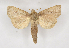  ( - BC ZSM Lep 90271)  @11 [ ] Axel Hausmann/Bavarian State Collection of Zoology (ZSM) (2015) Axel Hausmann/Bavarian State Collection of Zoology (ZSM) SNSB, Zoologische Staatssammlung Muenchen