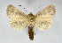  (Lenisa geminipunctaAV01 - BC ZSM Lep 90273)  @11 [ ] Axel Hausmann/Bavarian State Collection of Zoology (ZSM) (2015) Axel Hausmann/Bavarian State Collection of Zoology (ZSM) SNSB, Zoologische Staatssammlung Muenchen