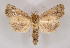  ( - BC ZSM Lep 90274)  @11 [ ] Axel Hausmann/Bavarian State Collection of Zoology (ZSM) (2015) Axel Hausmann/Bavarian State Collection of Zoology (ZSM) SNSB, Zoologische Staatssammlung Muenchen