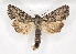  ( - BC ZSM Lep 90277)  @15 [ ] Axel Hausmann/Bavarian State Collection of Zoology (ZSM) (2015) Axel Hausmann/Bavarian State Collection of Zoology (ZSM) SNSB, Zoologische Staatssammlung Muenchen