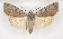  (Xestia ashworthii - BC ZSM Lep 90285)  @13 [ ] Axel Hausmann/Bavarian State Collection of Zoology (ZSM) (2015) Axel Hausmann/Bavarian State Collection of Zoology (ZSM) SNSB, Zoologische Staatssammlung Muenchen