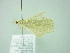  ( - BC ZSM Lep 90293)  @13 [ ] CreativeCommons - Attribution Non-Commercial Share-Alike (2015) Axel Hausmann/Bavarian State Collection of Zoology (ZSM) SNSB, Zoologische Staatssammlung Muenchen