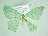  ( - BC ZSM Lep 90345)  @14 [ ] CreativeCommons - Attribution Non-Commercial Share-Alike (2015) Axel Hausmann/Bavarian State Collection of Zoology (ZSM) SNSB, Zoologische Staatssammlung Muenchen