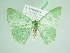  ( - BC ZSM Lep 90347)  @13 [ ] CreativeCommons - Attribution Non-Commercial Share-Alike (2015) Axel Hausmann/Bavarian State Collection of Zoology (ZSM) SNSB, Zoologische Staatssammlung Muenchen