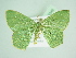  (Prasinocyma gemmifera - BC ZSM Lep 90349)  @14 [ ] CreativeCommons - Attribution Non-Commercial Share-Alike (2015) Axel Hausmann/Bavarian State Collection of Zoology (ZSM) SNSB, Zoologische Staatssammlung Muenchen