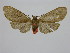  (Pelochyta bicolor - BC ZSM Lep 92062)  @14 [ ] CreativeCommons - Attribution Non-Commercial Share-Alike (2015) Axel Hausmann/Bavarian State Collection of Zoology (ZSM) SNSB, Zoologische Staatssammlung Muenchen