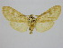  (Pelochyta fergusoni - BC ZSM Lep 92068)  @14 [ ] CreativeCommons - Attribution Non-Commercial Share-Alike (2015) Axel Hausmann/Bavarian State Collection of Zoology (ZSM) SNSB, Zoologische Staatssammlung Muenchen