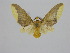  (Hyperandra diminuta - BC ZSM Lep 92070)  @14 [ ] CreativeCommons - Attribution Non-Commercial Share-Alike (2015) Axel Hausmann/Bavarian State Collection of Zoology (ZSM) SNSB, Zoologische Staatssammlung Muenchen