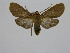  ( - BC ZSM Lep 92075)  @14 [ ] CreativeCommons - Attribution Non-Commercial Share-Alike (2015) Axel Hausmann/Bavarian State Collection of Zoology (ZSM) SNSB, Zoologische Staatssammlung Muenchen