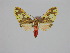  ( - BC ZSM Lep 92078)  @14 [ ] CreativeCommons - Attribution Non-Commercial Share-Alike (2015) Axel Hausmann/Bavarian State Collection of Zoology (ZSM) SNSB, Zoologische Staatssammlung Muenchen