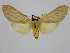  (Pelochyta sp. ML1 - BC ZSM Lep 92083)  @15 [ ] CreativeCommons - Attribution Non-Commercial Share-Alike (2015) Axel Hausmann/Bavarian State Collection of Zoology (ZSM) SNSB, Zoologische Staatssammlung Muenchen