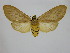  ( - BC ZSM Lep 92084)  @14 [ ] CreativeCommons - Attribution Non-Commercial Share-Alike (2015) Axel Hausmann/Bavarian State Collection of Zoology (ZSM) SNSB, Zoologische Staatssammlung Muenchen