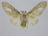  (Robinsonia inexpectata - BC ZSM Lep 92085)  @14 [ ] CreativeCommons - Attribution Non-Commercial Share-Alike (2015) Axel Hausmann/Bavarian State Collection of Zoology (ZSM) SNSB, Zoologische Staatssammlung Muenchen