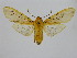  ( - BC ZSM Lep 92099)  @14 [ ] CreativeCommons - Attribution Non-Commercial Share-Alike (2015) Axel Hausmann/Bavarian State Collection of Zoology (ZSM) SNSB, Zoologische Staatssammlung Muenchen