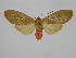  (Pelochyta sp. ML2 - BC ZSM Lep 92102)  @11 [ ] CreativeCommons - Attribution Non-Commercial Share-Alike (2015) Axel Hausmann/Bavarian State Collection of Zoology (ZSM) SNSB, Zoologische Staatssammlung Muenchen