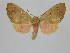  ( - BC ZSM Lep 92115)  @14 [ ] CreativeCommons - Attribution Non-Commercial Share-Alike (2015) Axel Hausmann/Bavarian State Collection of Zoology (ZSM) SNSB, Zoologische Staatssammlung Muenchen