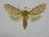  (Leucanopsis macessoya - BC ZSM Lep 92120)  @14 [ ] CreativeCommons - Attribution Non-Commercial Share-Alike (2015) Axel Hausmann/Bavarian State Collection of Zoology (ZSM) SNSB, Zoologische Staatssammlung Muenchen