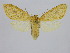  (Leucanopsis sp. ML1 - BC ZSM Lep 92121)  @12 [ ] CreativeCommons - Attribution Non-Commercial Share-Alike (2015) Axel Hausmann/Bavarian State Collection of Zoology (ZSM) SNSB, Zoologische Staatssammlung Muenchen