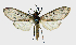  (Leucanopsis aenone - BC ZSM Lep 92123)  @15 [ ] CreativeCommons - Attribution Non-Commercial Share-Alike (2015) Axel Hausmann/Bavarian State Collection of Zoology (ZSM) SNSB, Zoologische Staatssammlung Muenchen