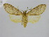  (Leucanopsis endolobata - BC ZSM Lep 92124)  @14 [ ] CreativeCommons - Attribution Non-Commercial Share-Alike (2015) Axel Hausmann/Bavarian State Collection of Zoology (ZSM) SNSB, Zoologische Staatssammlung Muenchen