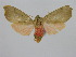  (Melese sp. ML2 - BC ZSM Lep 92131)  @14 [ ] CreativeCommons - Attribution Non-Commercial Share-Alike (2015) Axel Hausmann/Bavarian State Collection of Zoology (ZSM) SNSB, Zoologische Staatssammlung Muenchen