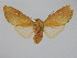  ( - BC ZSM Lep 92136)  @13 [ ] CreativeCommons - Attribution Non-Commercial Share-Alike (2015) Axel Hausmann/Bavarian State Collection of Zoology (ZSM) SNSB, Zoologische Staatssammlung Muenchen