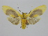  (Regobarrosia athenops - BC ZSM Lep 92144)  @14 [ ] CreativeCommons - Attribution Non-Commercial Share-Alike (2015) Axel Hausmann/Bavarian State Collection of Zoology (ZSM) SNSB, Zoologische Staatssammlung Muenchen