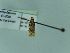  ( - BC ZSM Lep 92156)  @11 [ ] CreativeCommons - Attribution Non-Commercial Share-Alike (2015) Axel Hausmann/Bavarian State Collection of Zoology (ZSM) SNSB, Zoologische Staatssammlung Muenchen