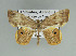  ( - BC ZSM Lep 92451)  @14 [ ] CreativeCommons - Attribution Non-Commercial Share-Alike (2016) Axel Hausmann/Bavarian State Collection of Zoology (ZSM) SNSB, Zoologische Staatssammlung Muenchen