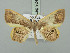  ( - BC ZSM Lep 92459)  @11 [ ] CreativeCommons - Attribution Non-Commercial Share-Alike (2016) Axel Hausmann/Bavarian State Collection of Zoology (ZSM) SNSB, Zoologische Staatssammlung Muenchen