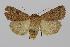  ( - BC ZSM Lep 92503)  @11 [ ] Axel Hausmann/Bavarian State Collection of Zoology (ZSM) (2016) Axel Hausmann/Bavarian State Collection of Zoology (ZSM) SNSB, Zoologische Staatssammlung Muenchen