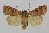  ( - BC ZSM Lep 92504)  @11 [ ] Axel Hausmann/Bavarian State Collection of Zoology (ZSM) (2016) Axel Hausmann/Bavarian State Collection of Zoology (ZSM) SNSB, Zoologische Staatssammlung Muenchen