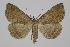  ( - BC ZSM Lep 92512)  @14 [ ] Axel Hausmann/Bavarian State Collection of Zoology (ZSM) (2016) Axel Hausmann/Bavarian State Collection of Zoology (ZSM) SNSB, Zoologische Staatssammlung Muenchen