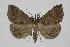  ( - BC ZSM Lep 92513)  @14 [ ] Axel Hausmann/Bavarian State Collection of Zoology (ZSM) (2016) Axel Hausmann/Bavarian State Collection of Zoology (ZSM) SNSB, Zoologische Staatssammlung Muenchen