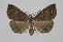  ( - BC ZSM Lep 92514)  @14 [ ] Axel Hausmann/Bavarian State Collection of Zoology (ZSM) (2016) Axel Hausmann/Bavarian State Collection of Zoology (ZSM) SNSB, Zoologische Staatssammlung Muenchen
