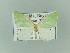  ( - BC ZSM Lep 92526)  @13 [ ] CreativeCommons - Attribution Non-Commercial Share-Alike (2016) Axel Hausmann/Bavarian State Collection of Zoology (ZSM) SNSB, Zoologische Staatssammlung Muenchen
