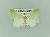  ( - BC ZSM Lep 92527)  @13 [ ] CreativeCommons - Attribution Non-Commercial Share-Alike (2016) Axel Hausmann/Bavarian State Collection of Zoology (ZSM) SNSB, Zoologische Staatssammlung Muenchen