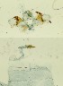  ( - BC ZSM Lep 89639)  @11 [ ] by-nc-sa (2023) SNSB, Staatliche Naturwissenschaftliche Sammlungen Bayerns ZSM (SNSB, Zoologische Staatssammlung Muenchen)