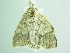  ( - BC ZSM Lep 91118)  @13 [ ] CreativeCommons - Attribution Non-Commercial Share-Alike (2016) SNSB, Staatliche Naturwissenschaftliche Sammlungen Bayerns ZSM (SNSB, Zoologische Staatssammlung Muenchen)