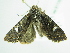  ( - BC ZSM Lep 91139)  @13 [ ] CreativeCommons - Attribution Non-Commercial Share-Alike (2016) SNSB, Staatliche Naturwissenschaftliche Sammlungen Bayerns ZSM (SNSB, Zoologische Staatssammlung Muenchen)